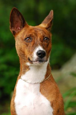 [781f6] ^R.e.a.d* Say Hello to the Basenji Dog Journal: 150 Page Lined Notebook/Diary -  %PDF%