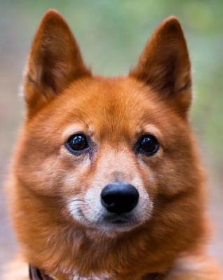 [8819d] ~Download% Finnish Spitz: Artified Pets Journal/Notebook/Diary, 8 by 10 and 160 Pages - Artifed Pets %ePub^