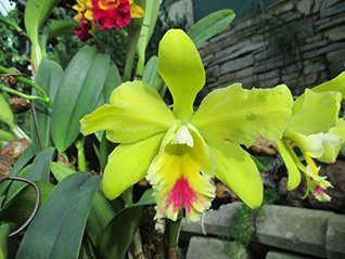 [c9ec1] @R.e.a.d~ Brassolaeliocattleya magic meadow Napoleon from the Orchid family with 28000 species . - W. Tohme ^ePub*